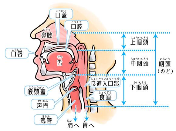 睡眠時無呼吸がおこるさまざまな局所的要因